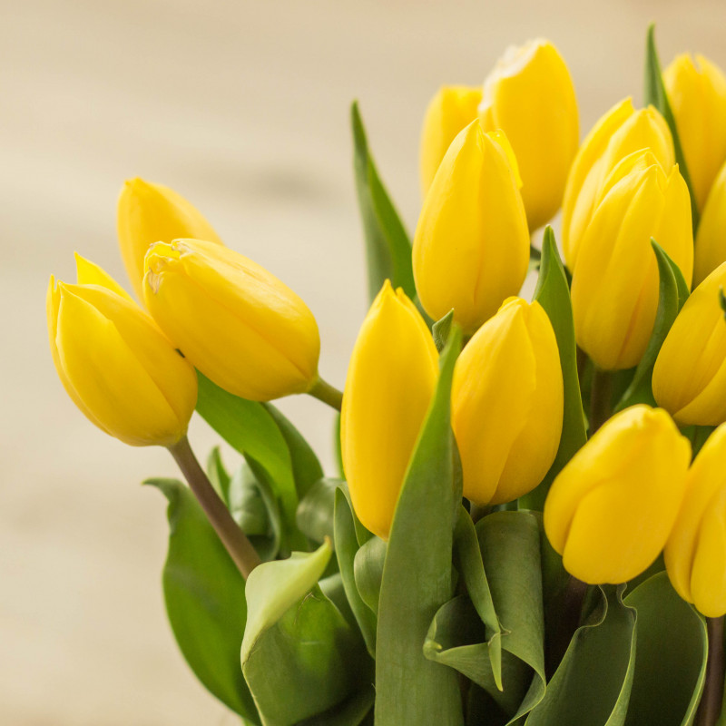 Kytice žlutých čerstvých tulipánů
