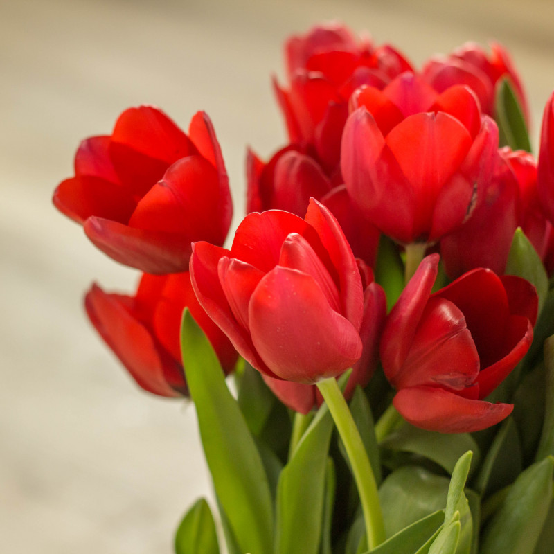 Bouquet red fresh tulip