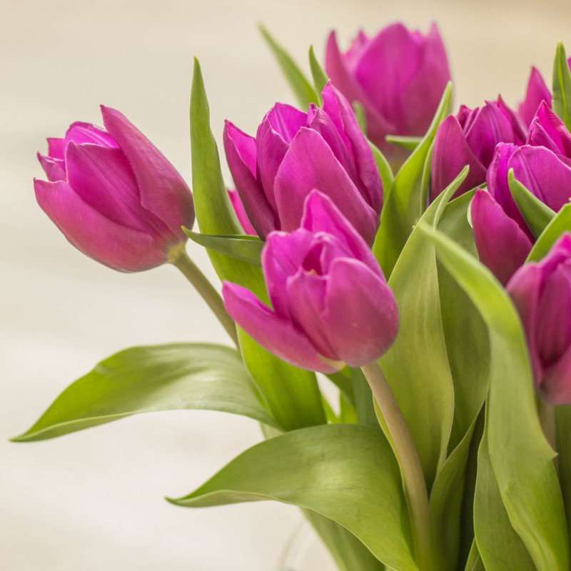 Kytice fialových čerstvých tulipánů