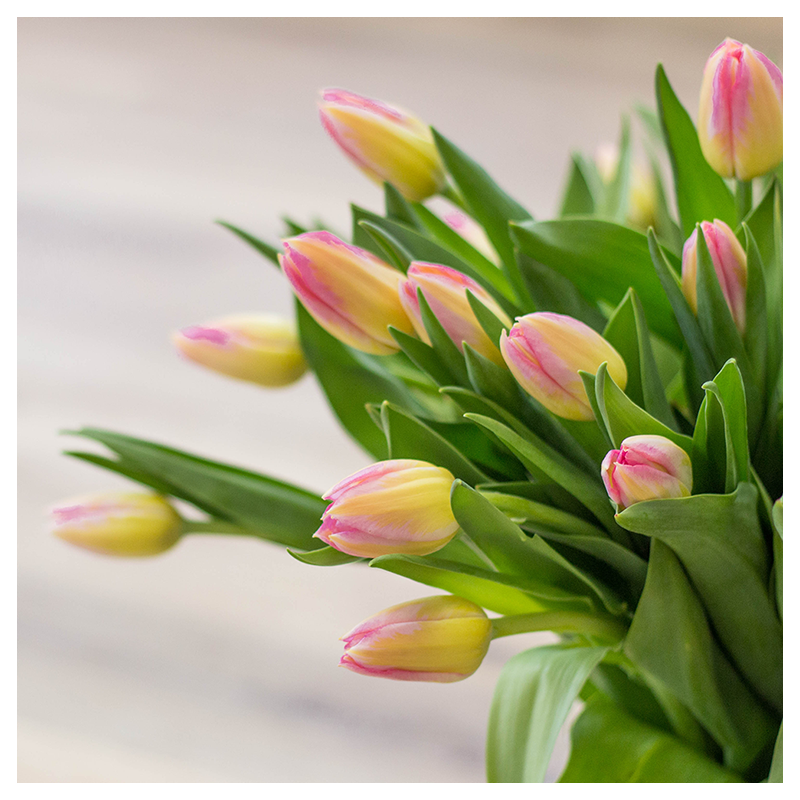 Bouquet light pink fresh tulip