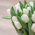 Bílé čerstvé tulipány