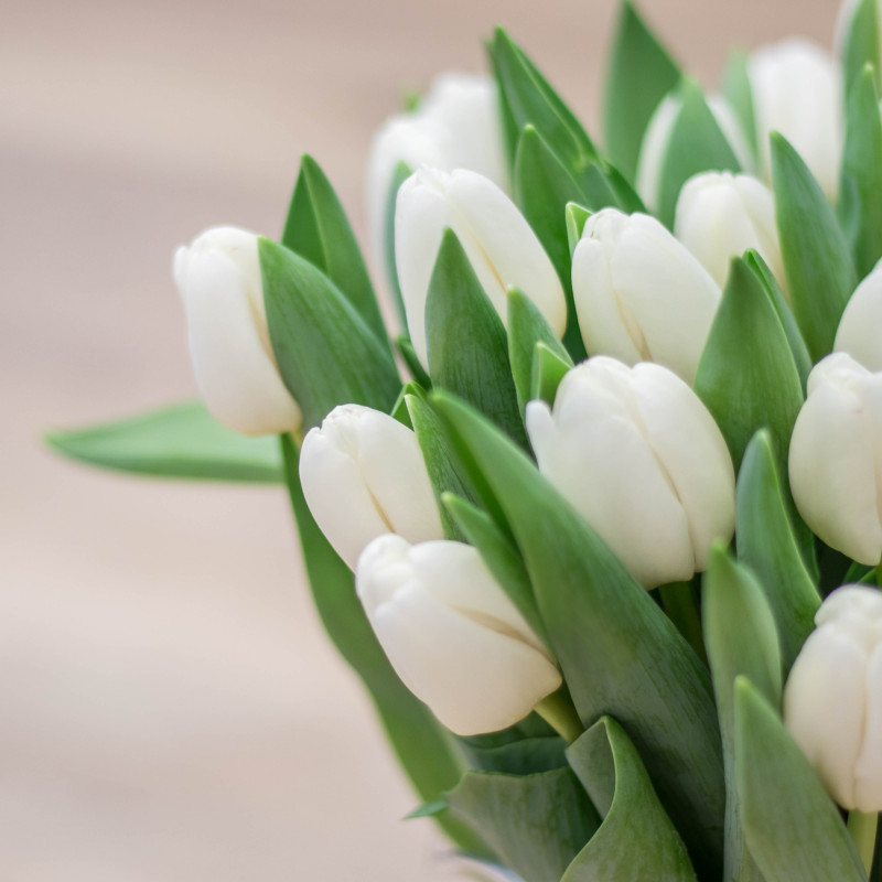 Bouquet white fresh tulip