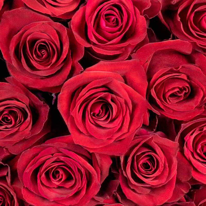 Bouquet red meter-long rose