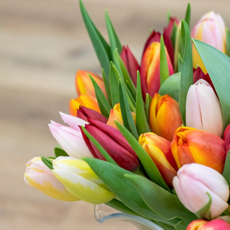 Kytice barevných čerstvých tulipánů